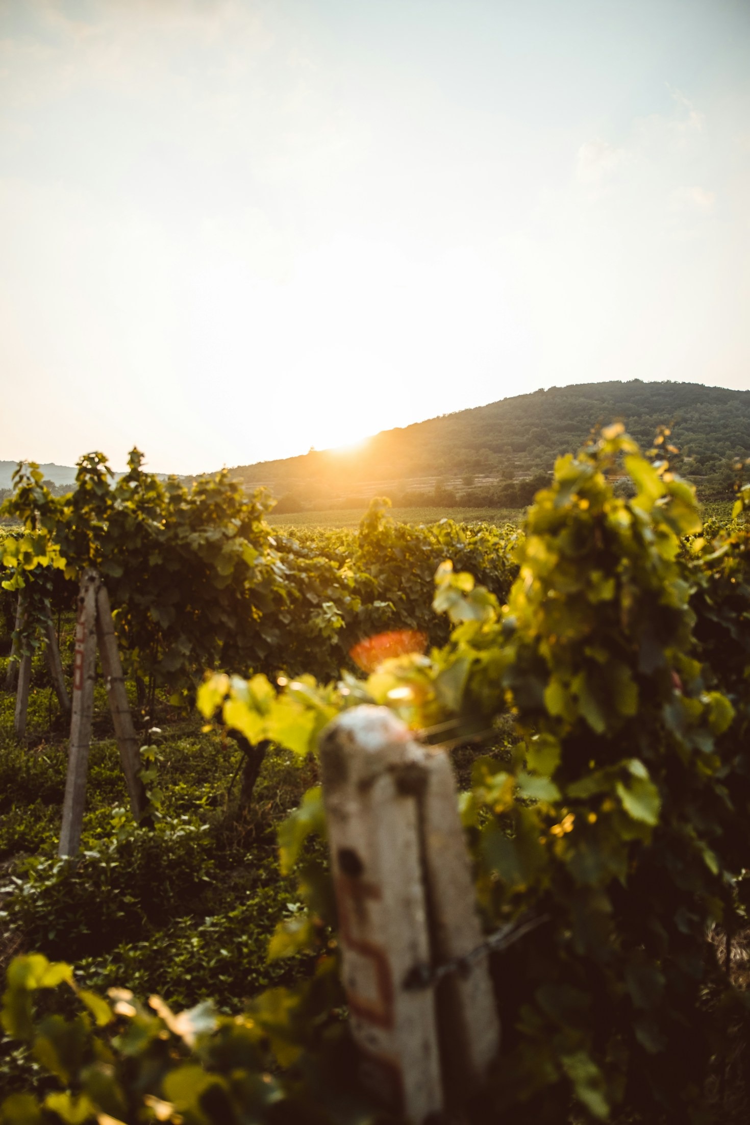 Com la realitat virtual transforma el turisme al Penedès