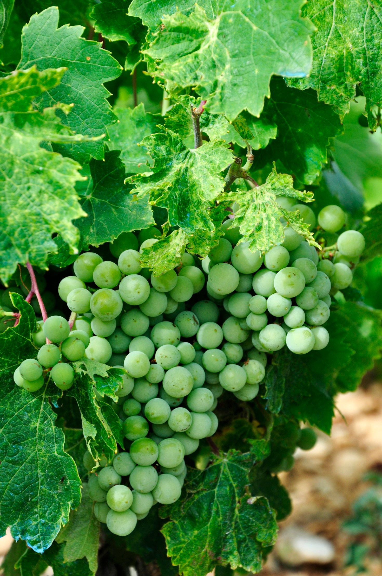 Immersió total: visita el Penedès sense sortir de casa